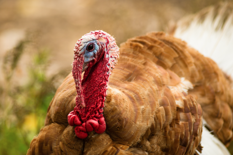 Waarom eten we eigenlijk kalkoen met